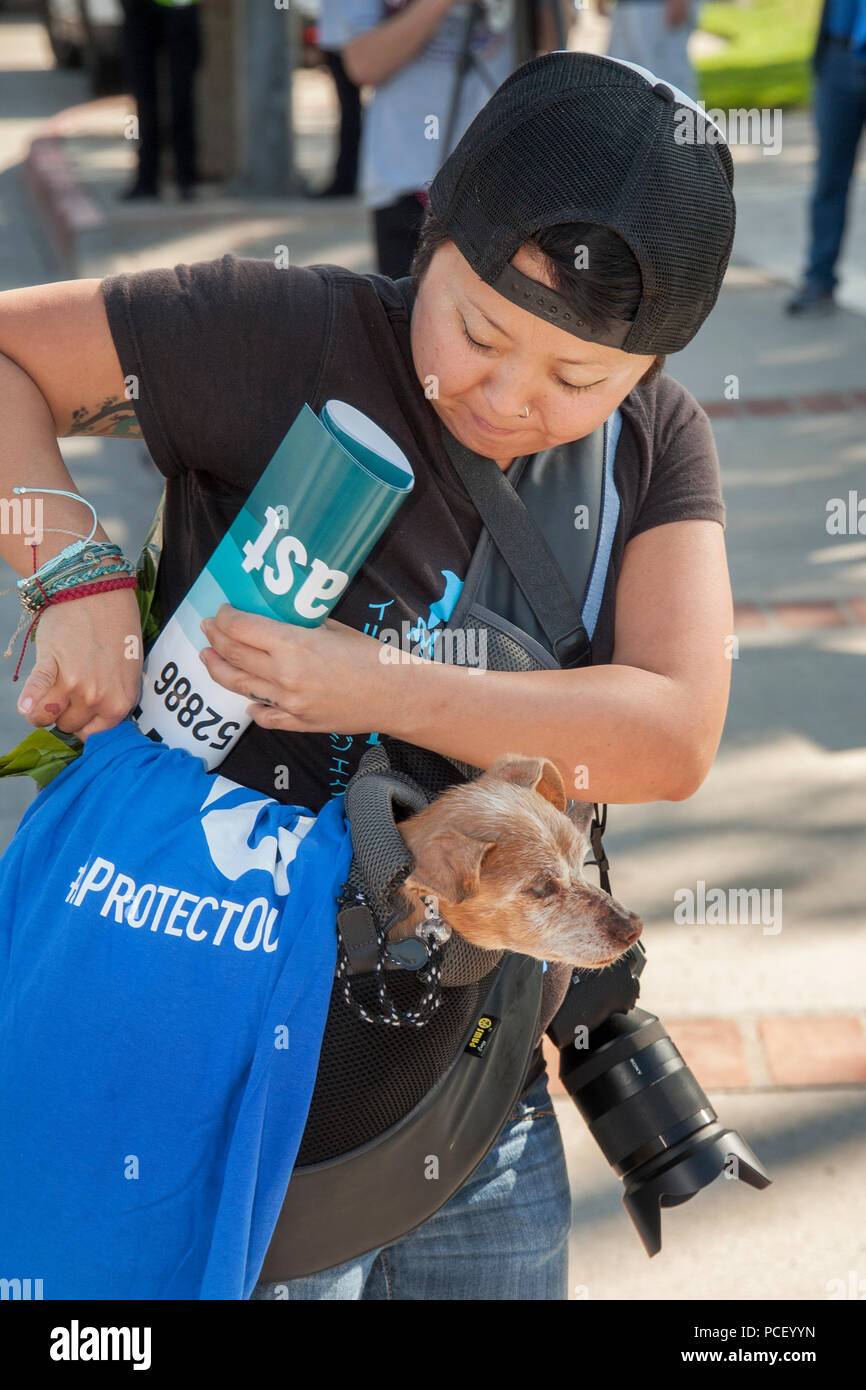 Un proprietario del cane porta il suo mix Chihuahua-Terrier cane in una borsa a tracolla mentre si cammina in una Laguna Beach, CA, parco. (Foto di Spencer Grant) Foto Stock