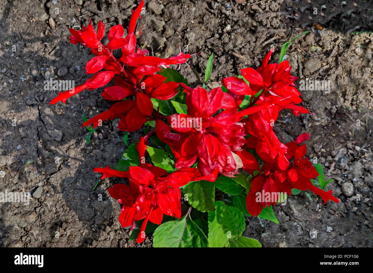 Salvia splendens, Scarlet salvia o salvia tropicale Fiore rosso, sullo sfondo della natura nel giardino, distretto Drujba, Sofia, Bulgaria Foto Stock