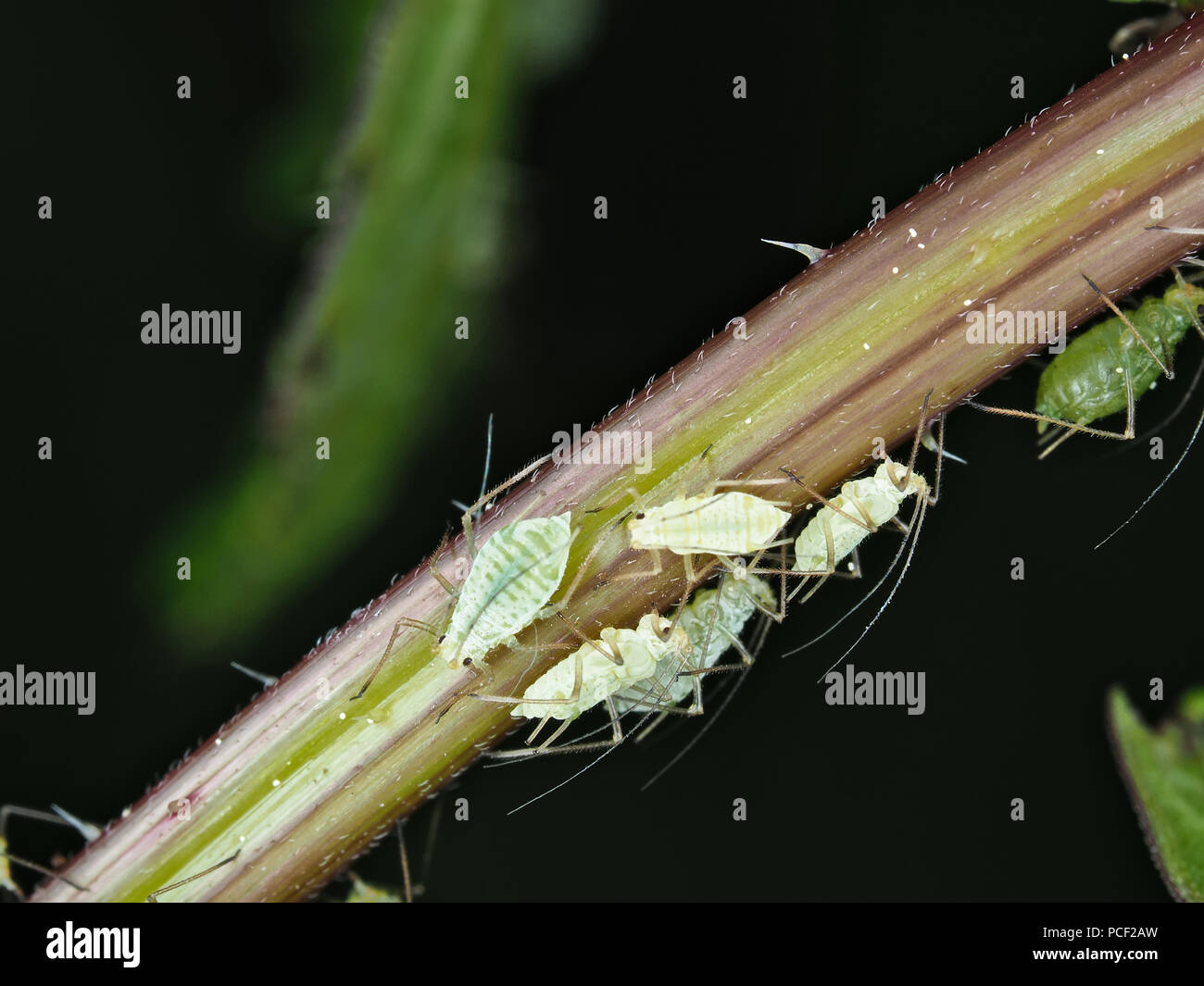 Afidi sulla pianta stelo Foto Stock