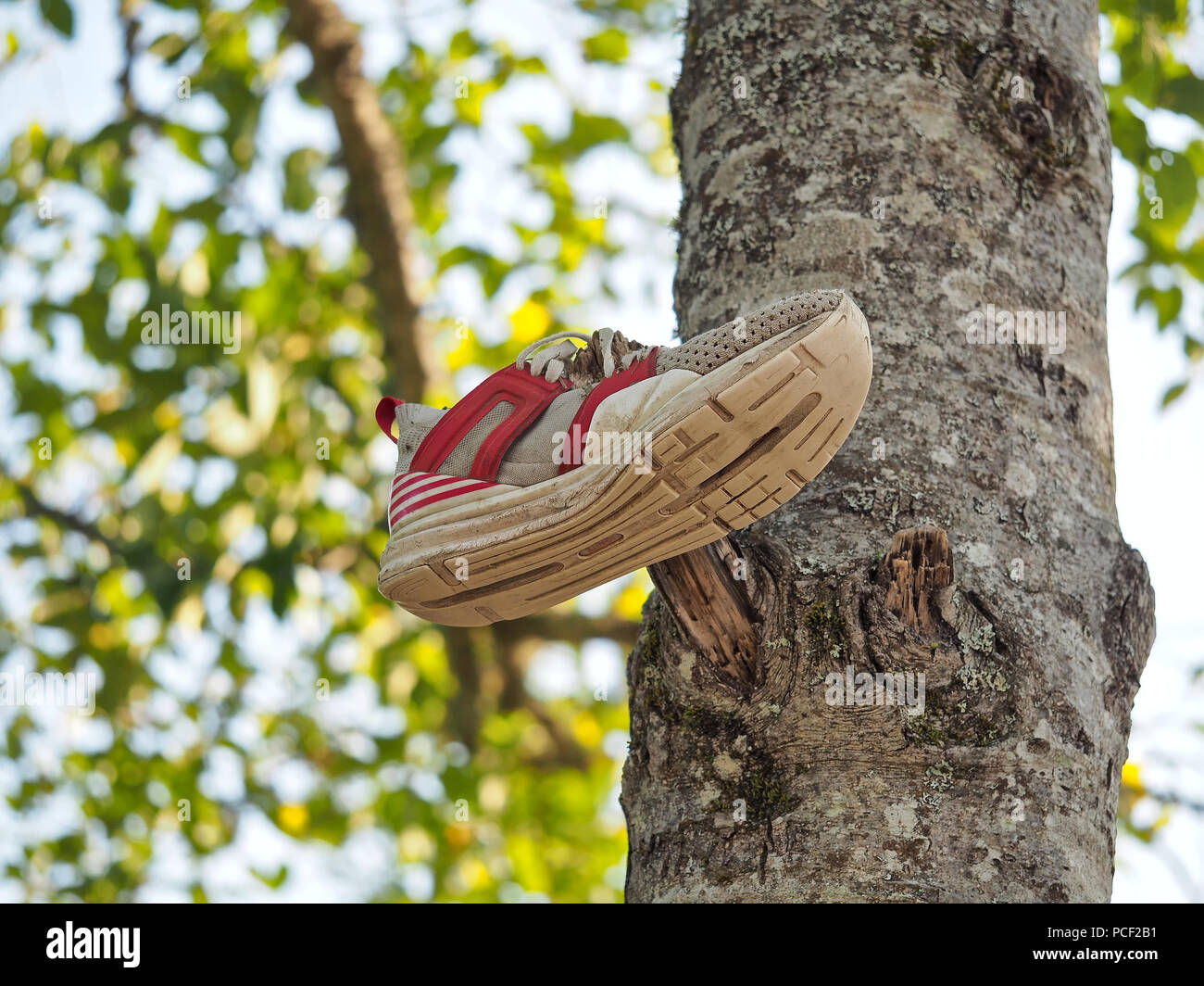 Scarpa da sneaker su un albero Foto Stock