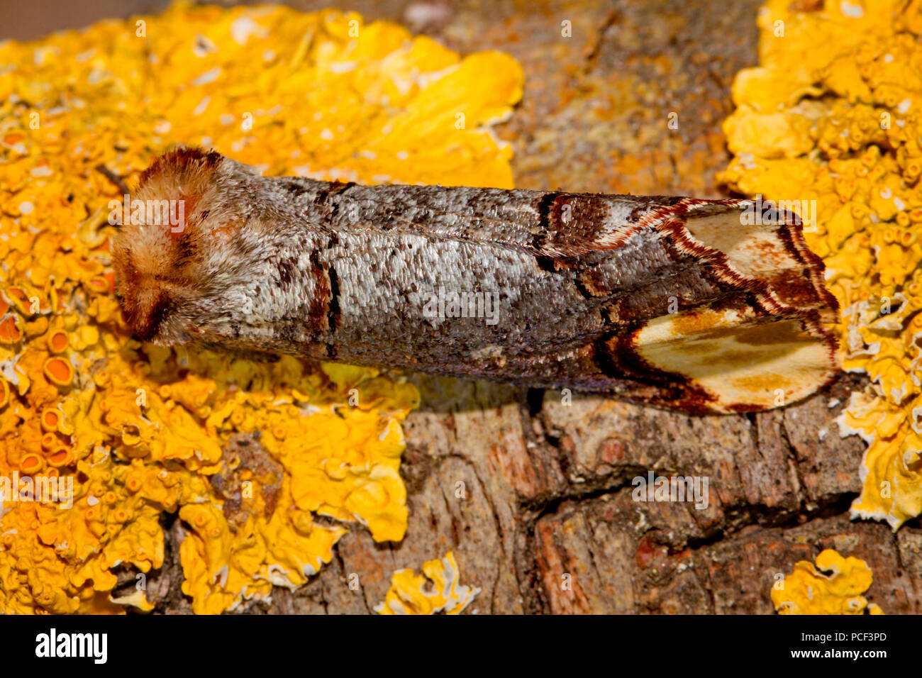 Buff-punta tarma (Phalera bucephala) Foto Stock