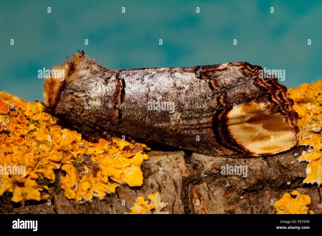 Buff-punta tarma (Phalera bucephala) Foto Stock