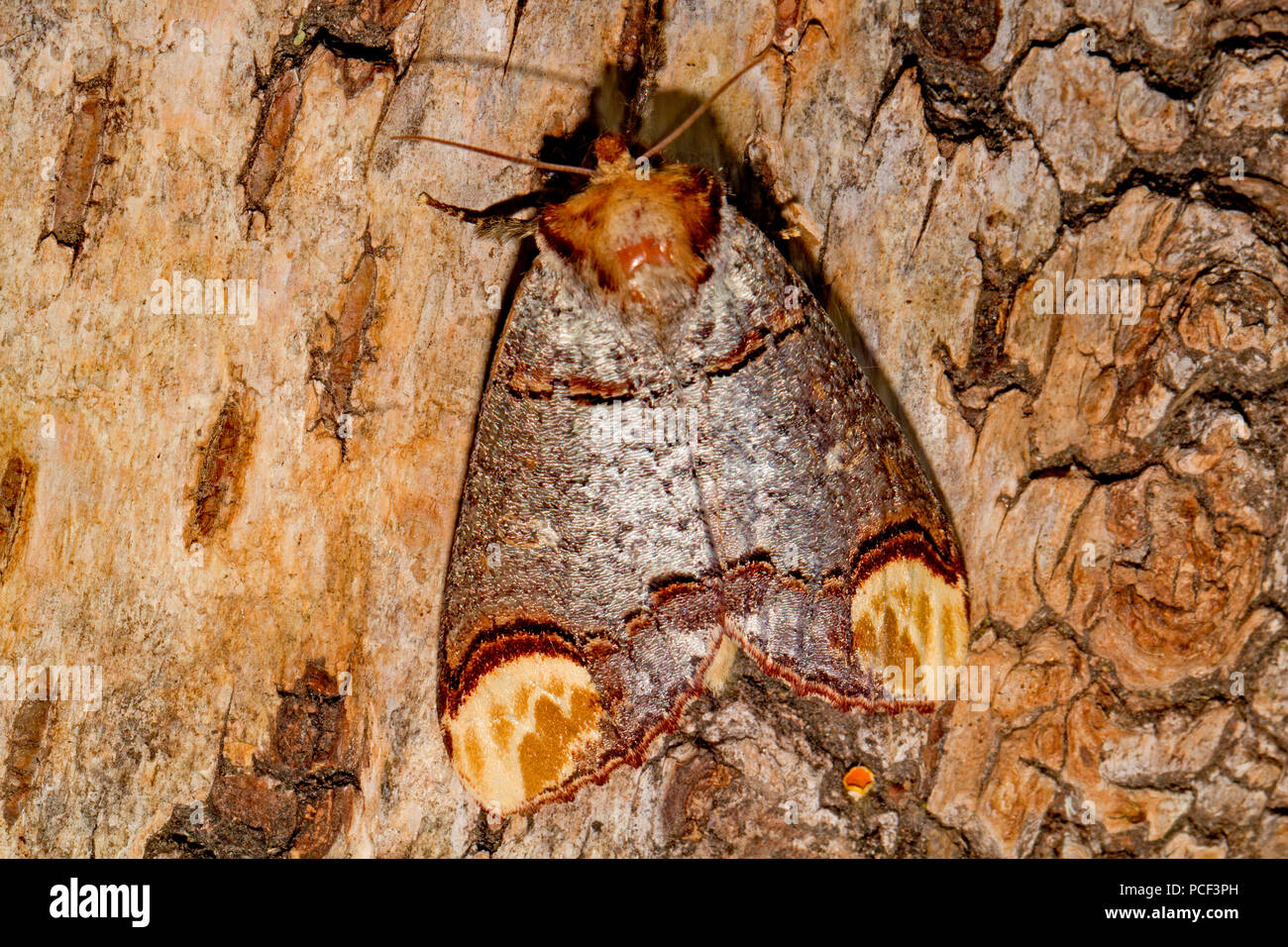 Buff-punta tarma (Phalera bucephala) Foto Stock