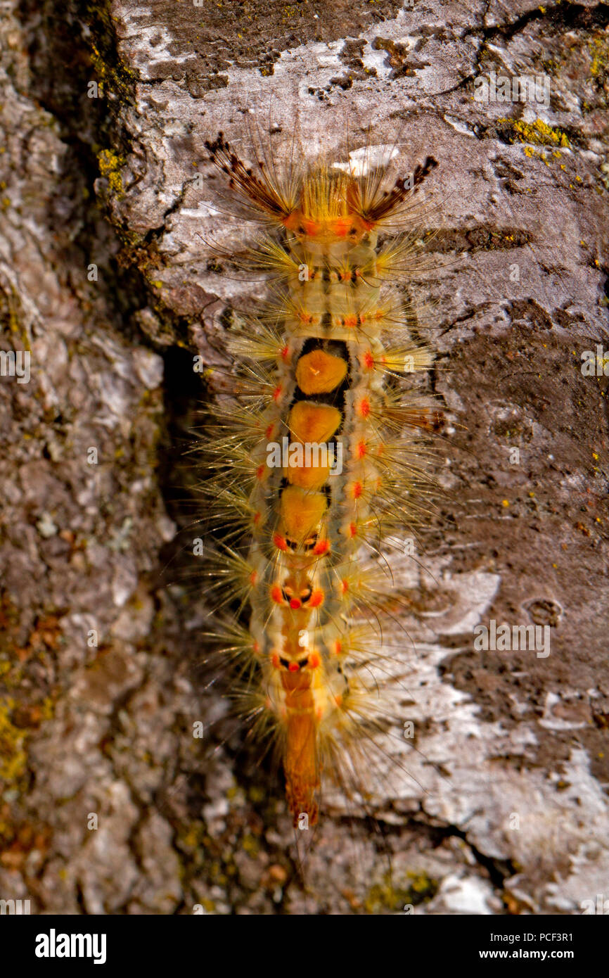 Rusty tussock moth, Caterpillar, (Orgyia antiqua) Foto Stock