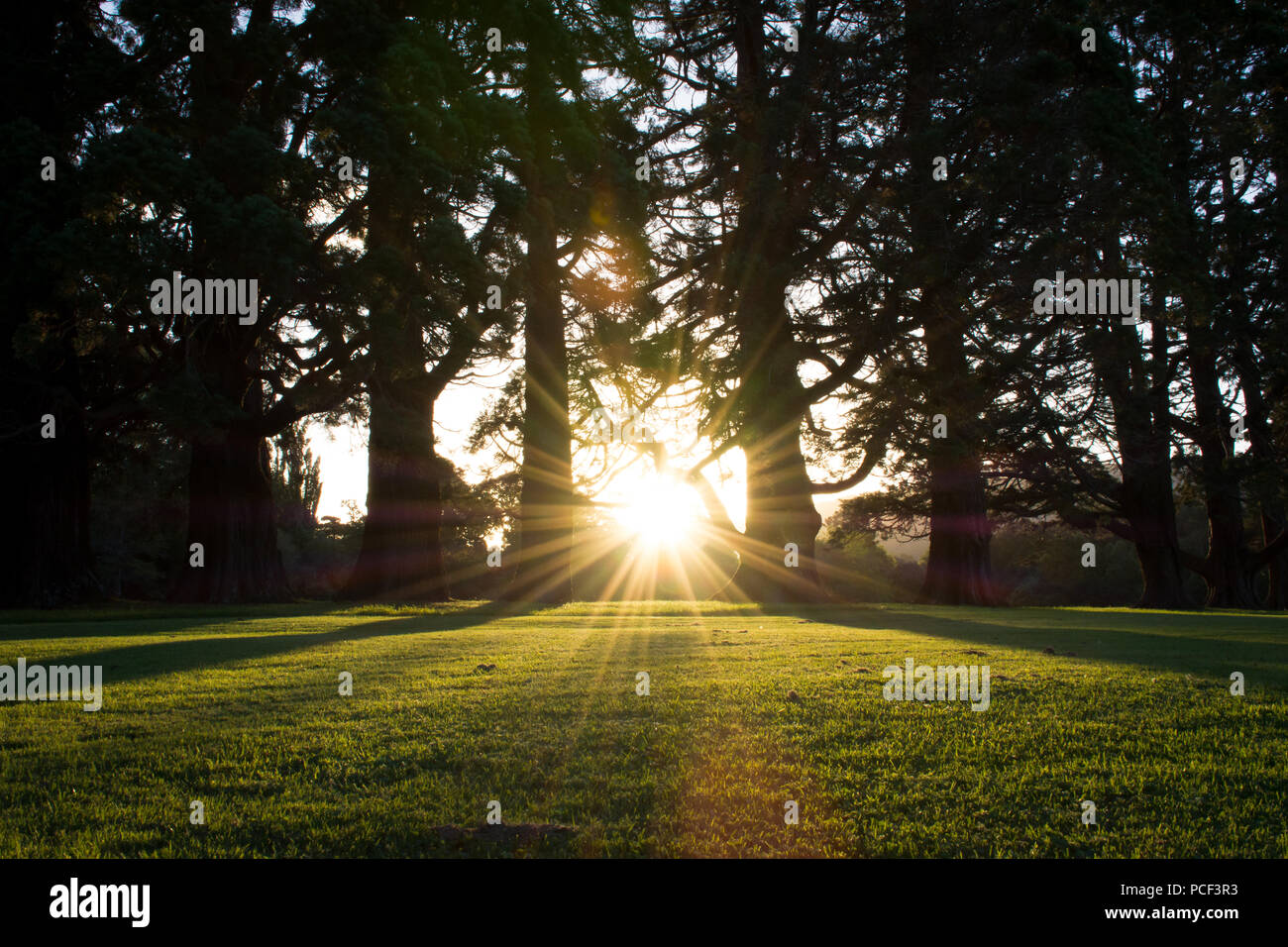 Angolo basso la vista del tramonto attraverso una linea di alberi di pino in Nuova Zelanda con un campo erboso in primo piano Foto Stock