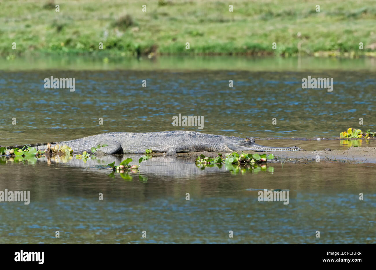 Gharial (Gavialis gangeticus) o gavial nell'acqua, criticamente le specie in via di estinzione, Crocodylidae Famiglia, Chitwan il parco nazionale, il Nepal Foto Stock