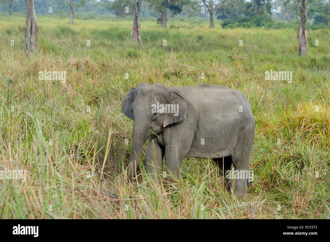 L'elefante indiano (Elephas maximus indicus) alimentazione, il Parco Nazionale di Kaziranga, Assam, India Foto Stock