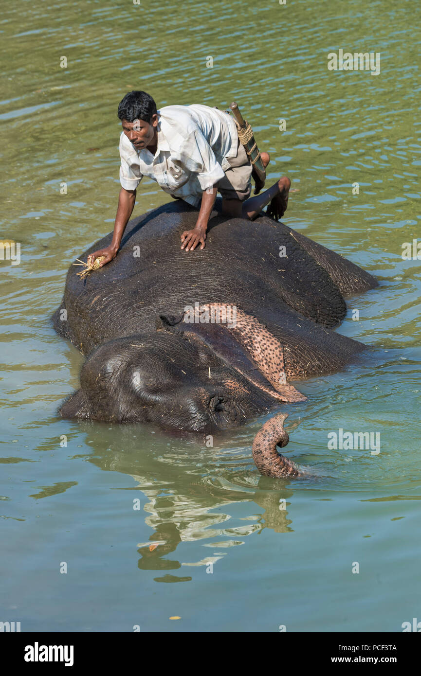 Lavaggio Mahout il suo elefante indiano (Elephas maximus indicus) nel fiume, il Parco Nazionale di Kaziranga, Assam, India Foto Stock