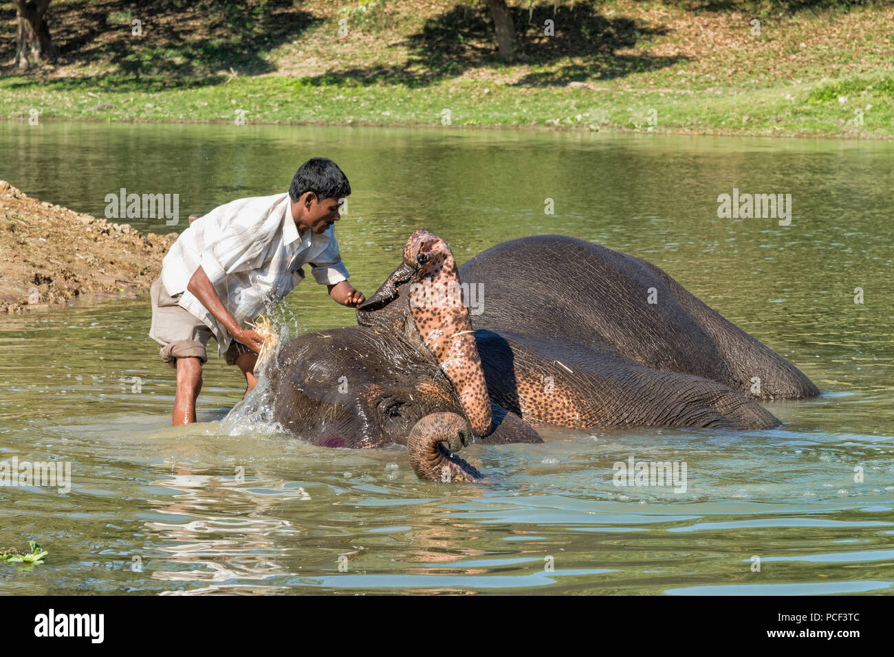 Lavaggio Mahout il suo elefante indiano (Elephas maximus indicus) nel fiume, il Parco Nazionale di Kaziranga, Assam, India Foto Stock