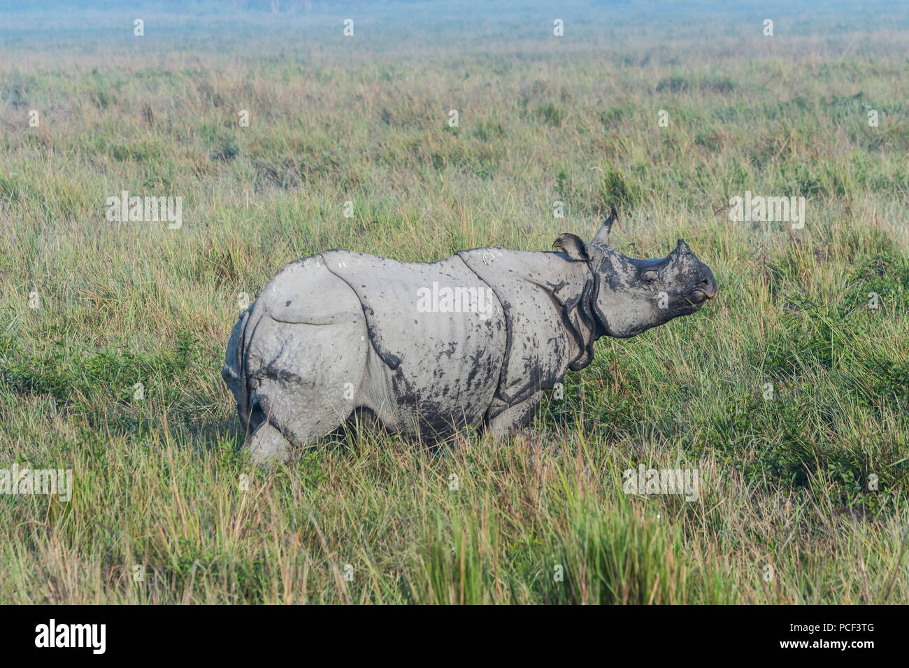 Il rinoceronte indiano (Rhinoceros unicornis) in erba elefante, il Parco Nazionale di Kaziranga, Assam, India Foto Stock