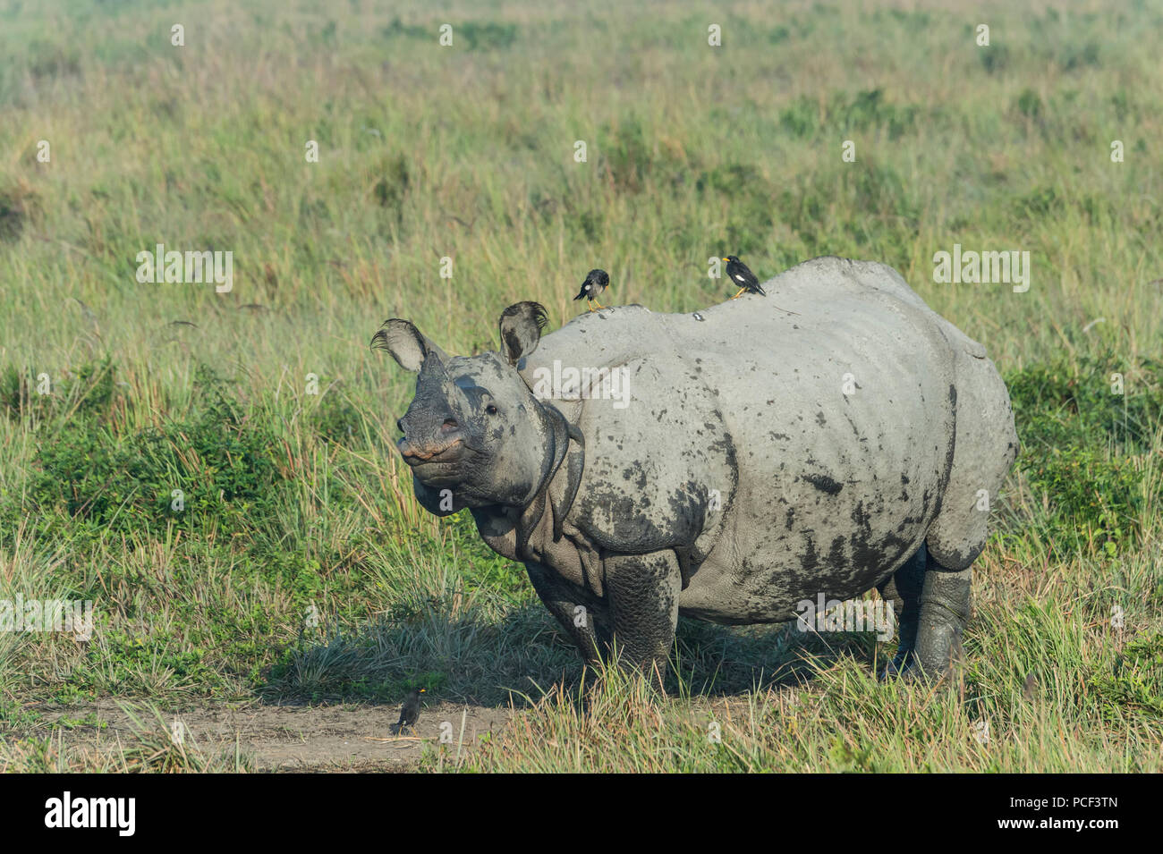 Il rinoceronte indiano (Rhinoceros unicornis) con Myna uccelli, il Parco Nazionale di Kaziranga, Assam, India Foto Stock