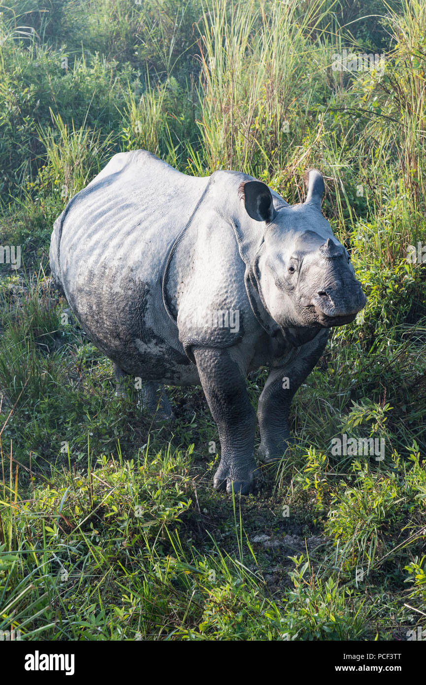 Il rinoceronte indiano (Rhinoceros unicornis) in erba elefante, il Parco Nazionale di Kaziranga, Assam, India Foto Stock