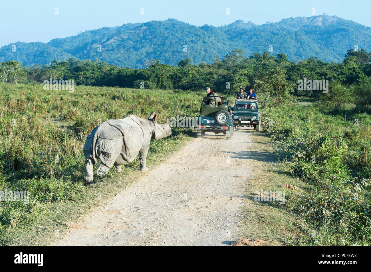 Il rinoceronte indiano (Rhinoceros unicornis) carica di un veicolo con i turisti, il Parco Nazionale di Kaziranga, Assam, India Foto Stock