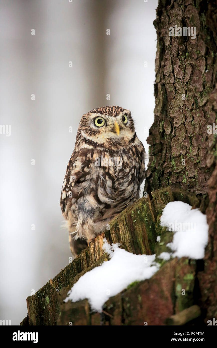 Piccolo gufo, adulto, Zdarske vrchy, Bohemian-Moravian Highlands, Repubblica Ceca, (Athene noctua) Foto Stock