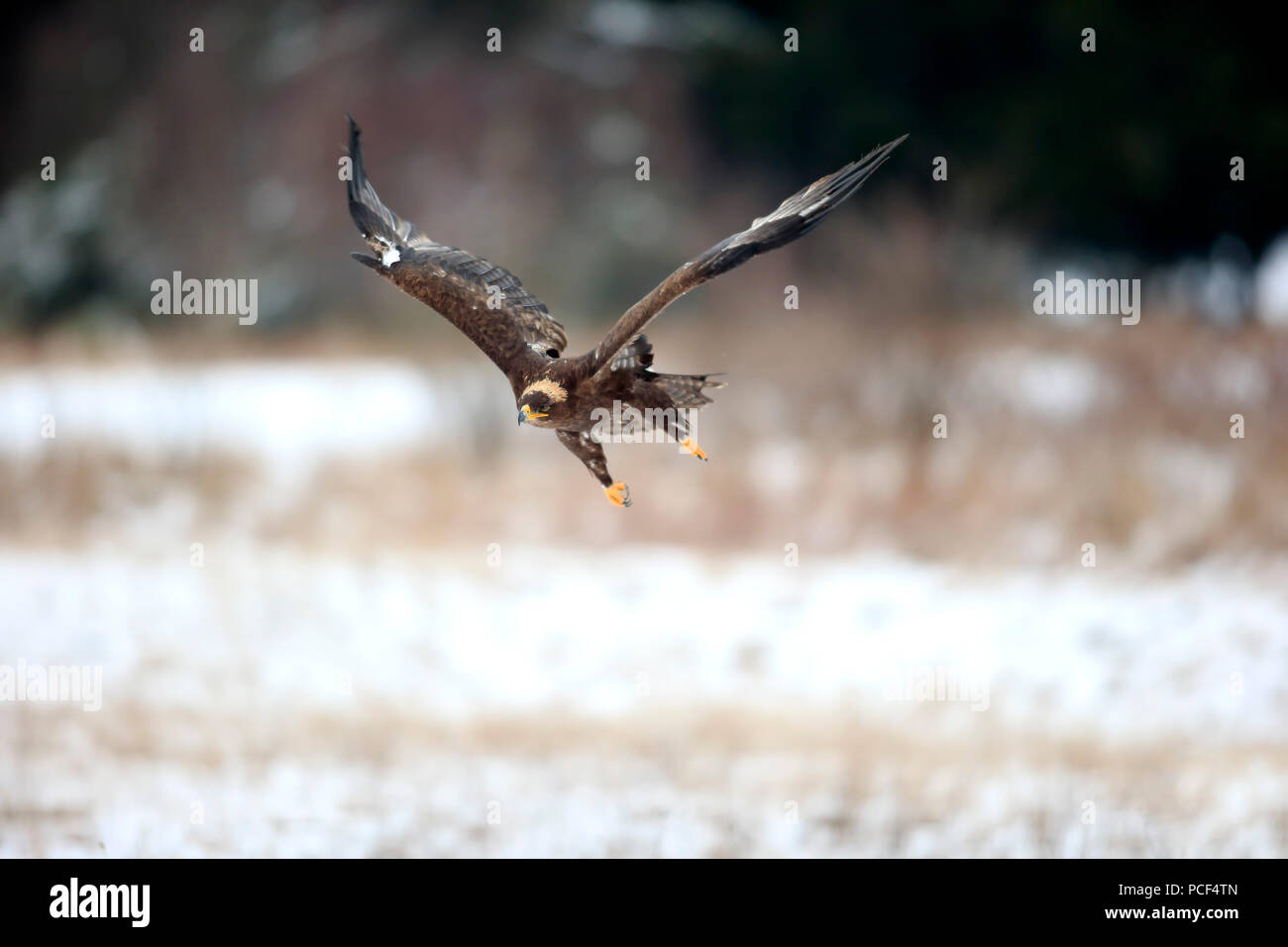 Steppa Eagle, adulto, Zdarske vrchy, Bohemian-Moravian Highlands, Repubblica Ceca, (l'Aquila nipalensis) Foto Stock