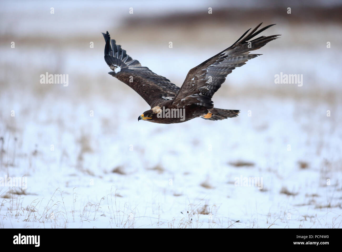 Steppa Eagle, adulto, Zdarske vrchy, Bohemian-Moravian Highlands, Repubblica Ceca, (l'Aquila nipalensis) Foto Stock