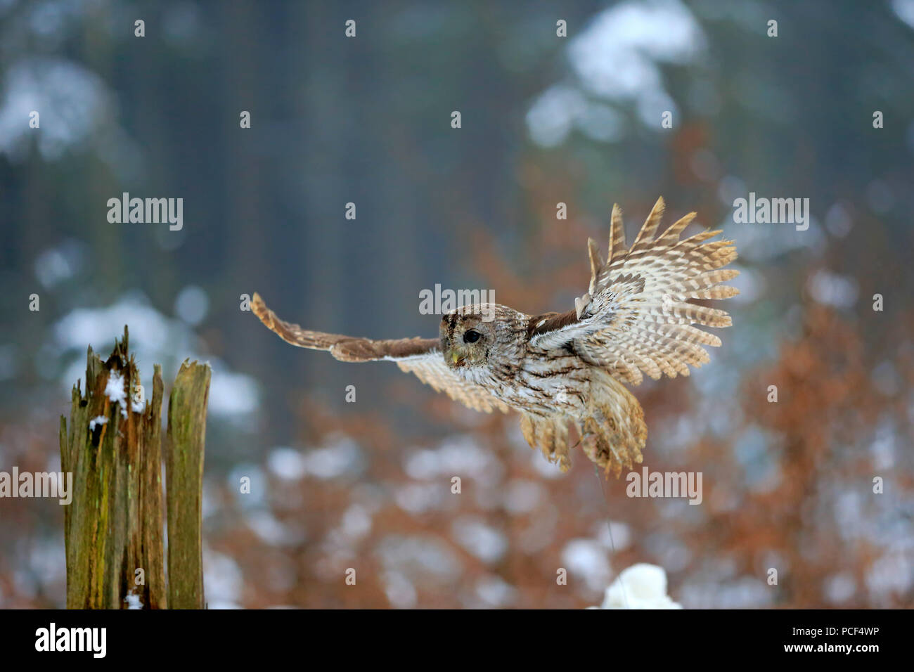 Allocco, adulto, Zdarske vrchy, Bohemian-Moravian Highlands, Repubblica Ceca, (Strix aluco) Foto Stock