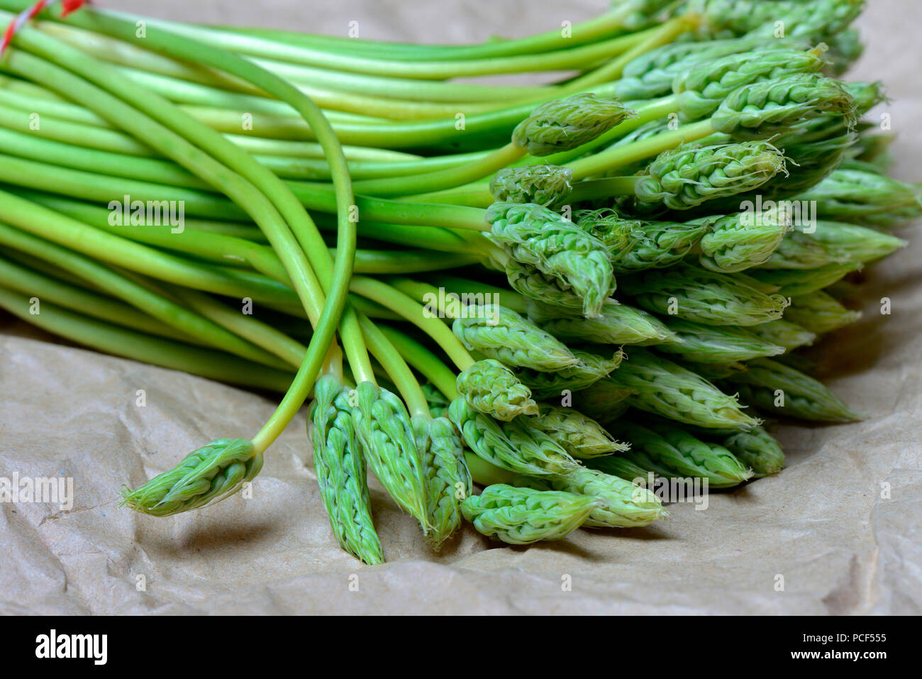 Pyrenaen-Milchstern, Ornithogalum pyrenaicum, Wildspargel, Preussischer Spargel Foto Stock