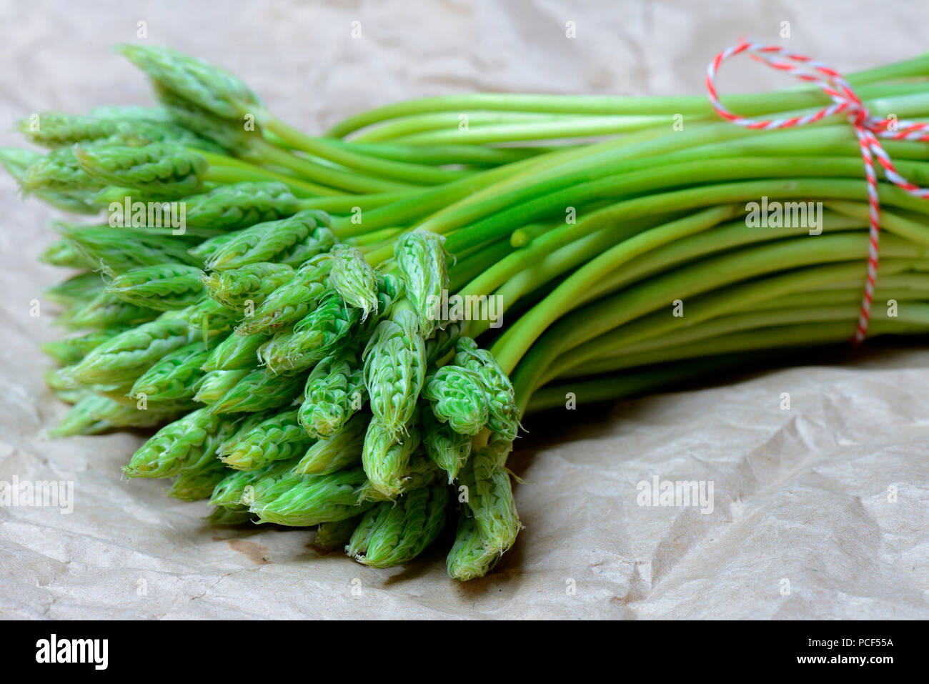 Pyrenaen-Milchstern, Ornithogalum pyrenaicum, Wildspargel, Preussischer Spargel Foto Stock