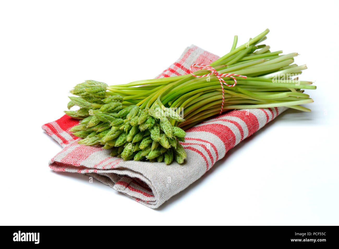 Pyrenaen-Milchstern, Ornithogalum pyrenaicum, Wildspargel, Preussischer Spargel Foto Stock