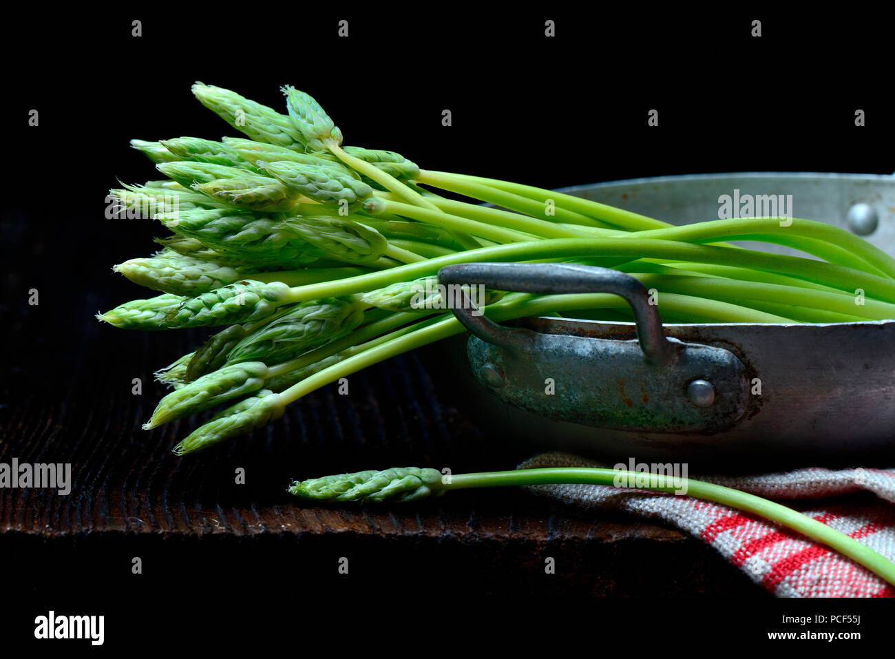 Pyrenaen-Milchstern, Ornithogalum pyrenaicum, Wildspargel, Preussischer Spargel Foto Stock