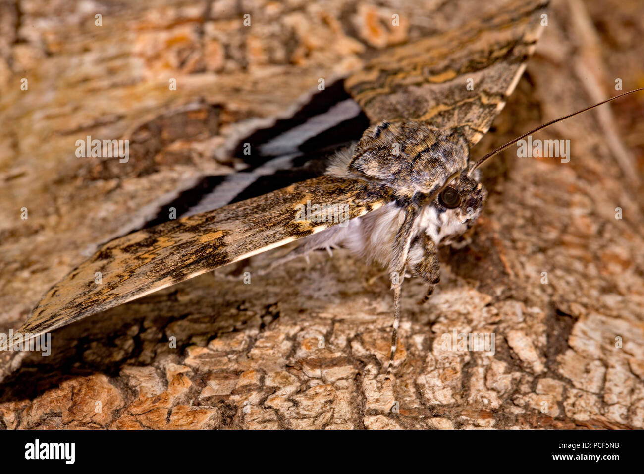 Blu, underwing (Catocala fraxini) Foto Stock