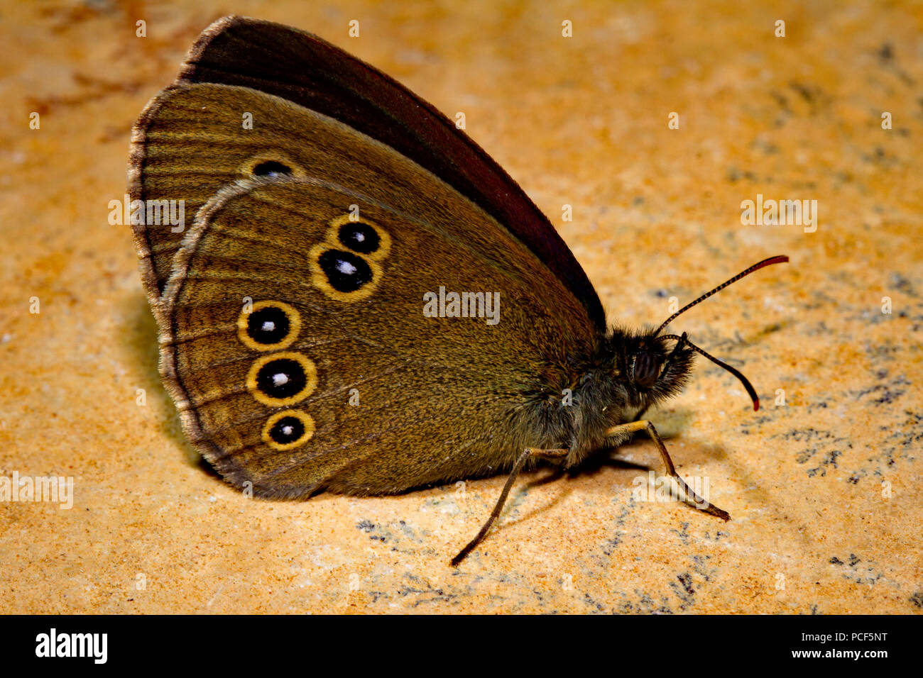 Ringle butterfly, (Aphantopus hyperantus) Foto Stock