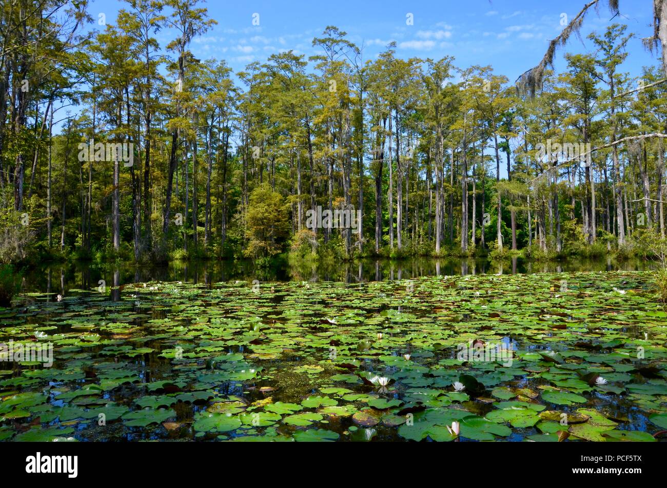Cypress Gardens in Carolina del Sud, Moncks corner, fauna selvatica, palude Pantanal, ninfee, estate, nessuno, ambiente naturale, alligatori, soleggiato Foto Stock