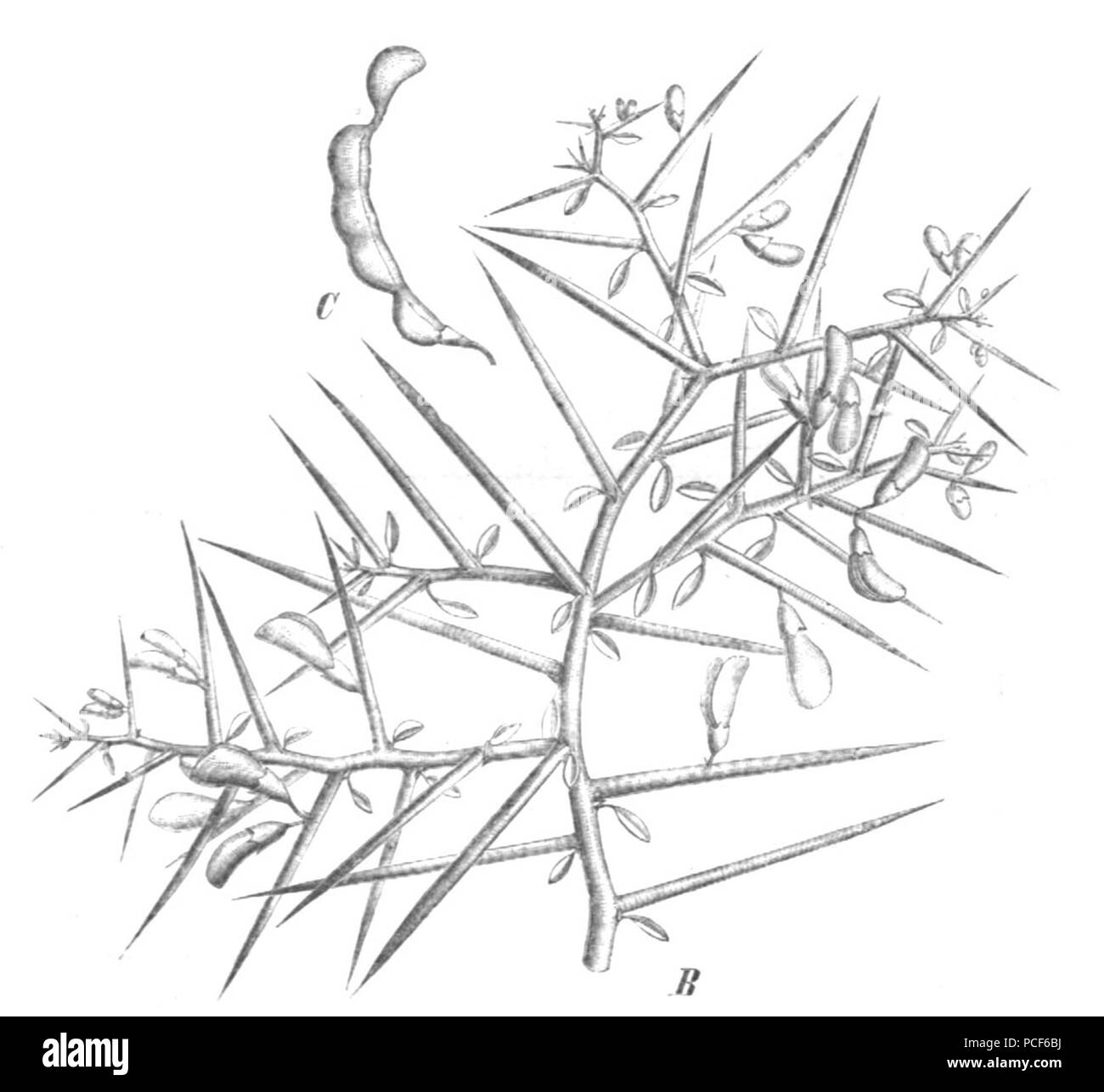 38 Alhagi maurorum Taub123b Foto Stock