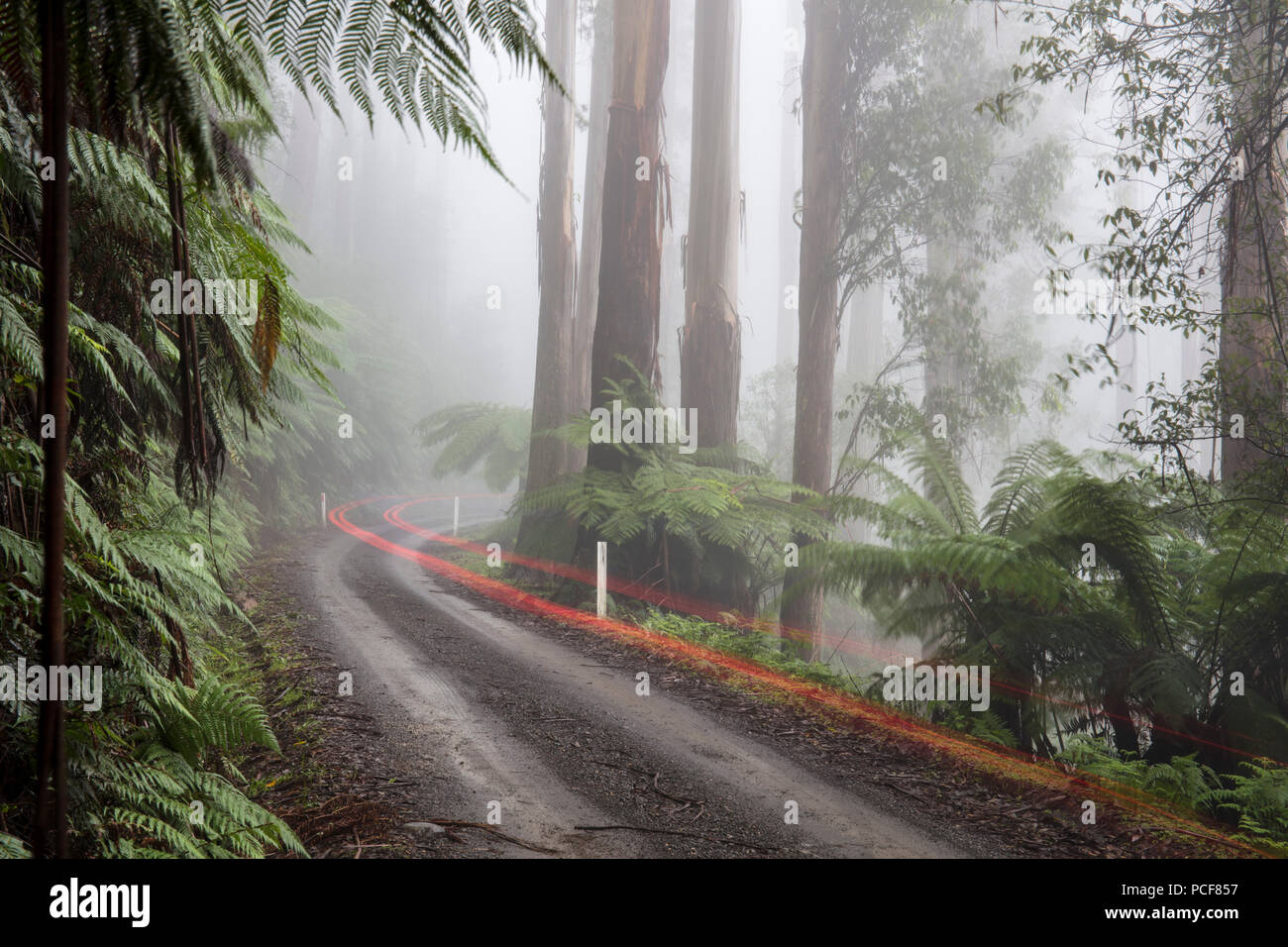 Wet strada di ghiaia con percorsi di luce nella nebbia nella foresta pluviale, Yarra varia National Park, Victoria, Australia Foto Stock