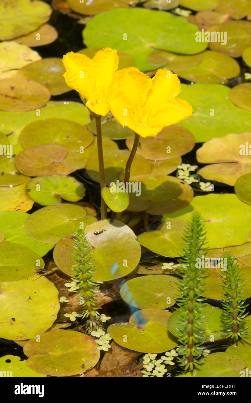 Orlata di acqua-lily, Nymphoides peltata, due fiori nel laghetto in giardino, giallo, Sussex, Regno Unito, Luglio Foto Stock