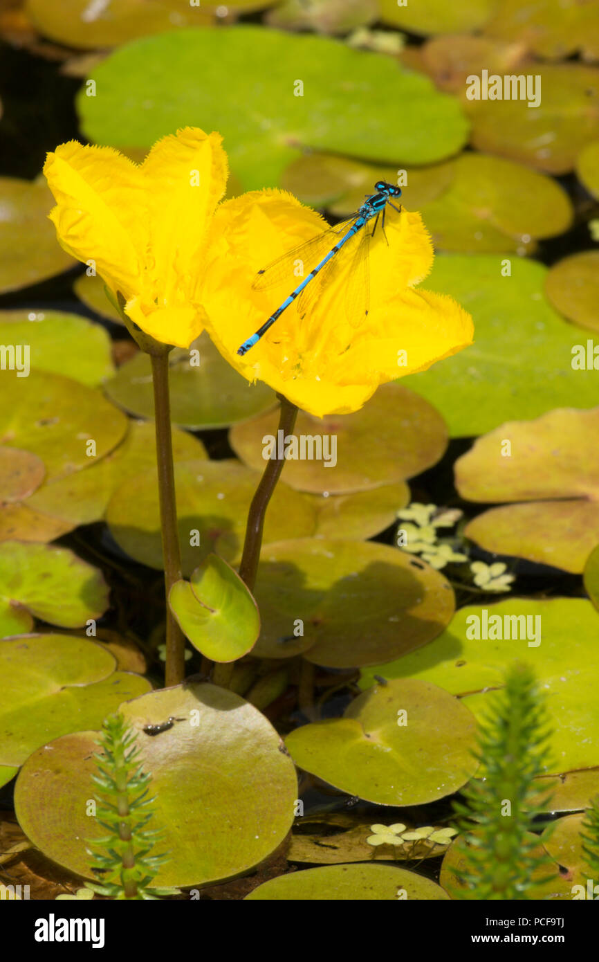 Azure, Damselfly Coenagrion puella in appoggio sulle frange di acqua-lily, Nymphoides peltata, nel laghetto in giardino, Sussex, Regno Unito, Giugno Foto Stock