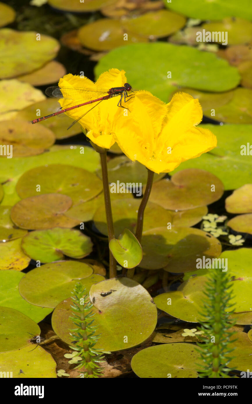 Grandi Rossi, damselfly Pyrrhosoma nymphula poggiante su orlata di acqua-lily, Nymphoides peltata, nel giardino stagno di fauna selvatica, Sussex, Regno Unito, Giugno Foto Stock