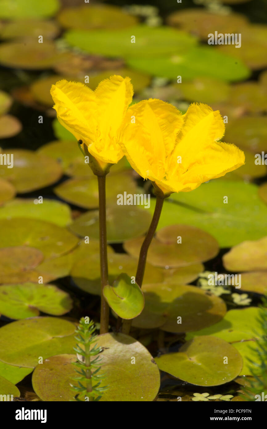 Orlata di acqua-lily, Nymphoides peltata, due fiori nel laghetto in giardino, giallo, Sussex, Regno Unito, Luglio Foto Stock