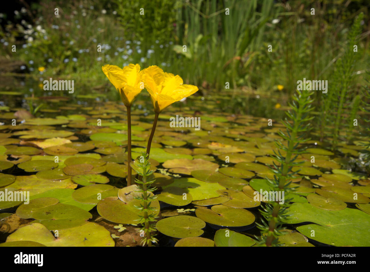 Orlata di acqua-lily, Nymphoides peltata, due fiori nel laghetto in giardino, giallo, Sussex, Regno Unito, Luglio Foto Stock