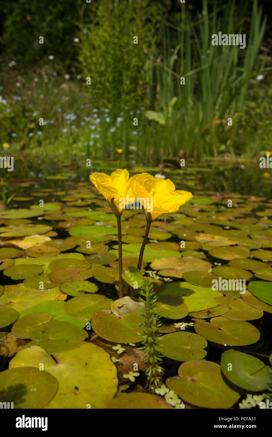 Orlata di acqua-lily, Nymphoides peltata, due fiori nel laghetto in giardino, giallo, Sussex, Regno Unito, Luglio Foto Stock