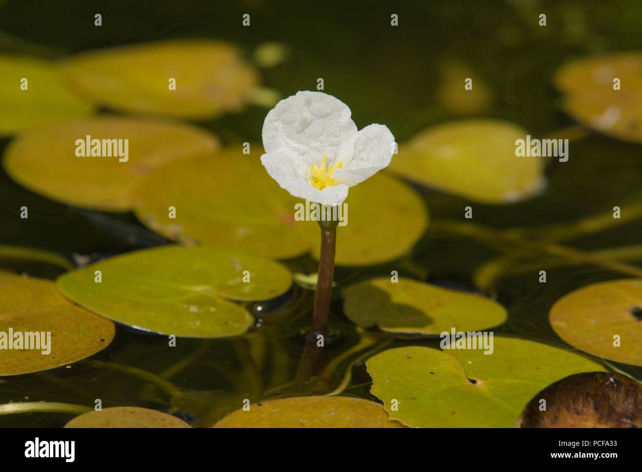 Frogbit, Hydrocharis morsus-ranae, Sussex, Regno Unito, Giugno Foto Stock