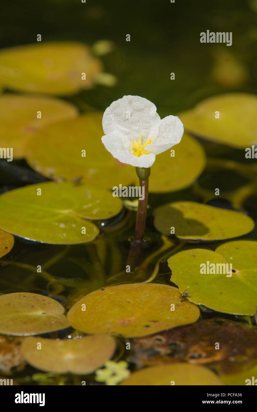 Frogbit, Hydrocharis morsus-ranae, Sussex, Regno Unito, Giugno Foto Stock