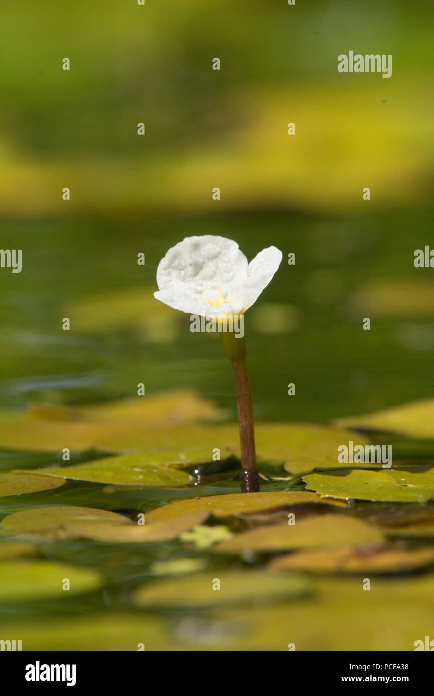 Frogbit, Hydrocharis morsus-ranae, Sussex, Regno Unito, Giugno Foto Stock