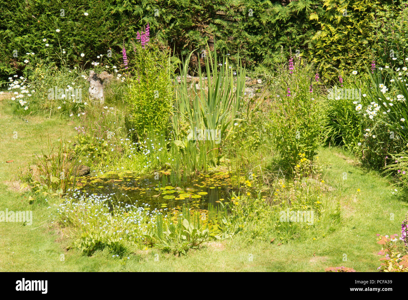 La fauna selvatica laghetto in giardino per natura, Sussex, Regno Unito, Giugno. Foto Stock