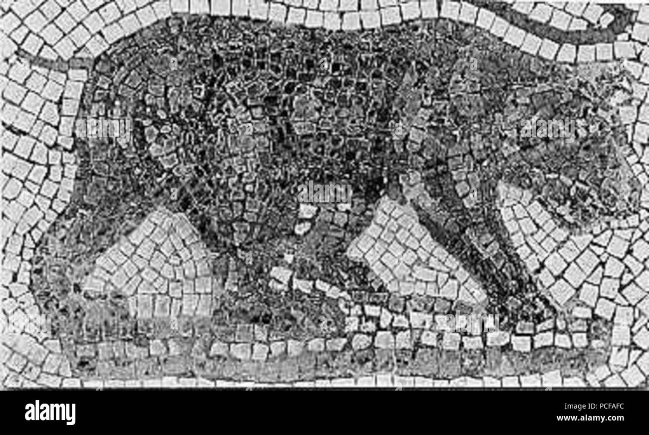 62 Atlasbear Foto Stock