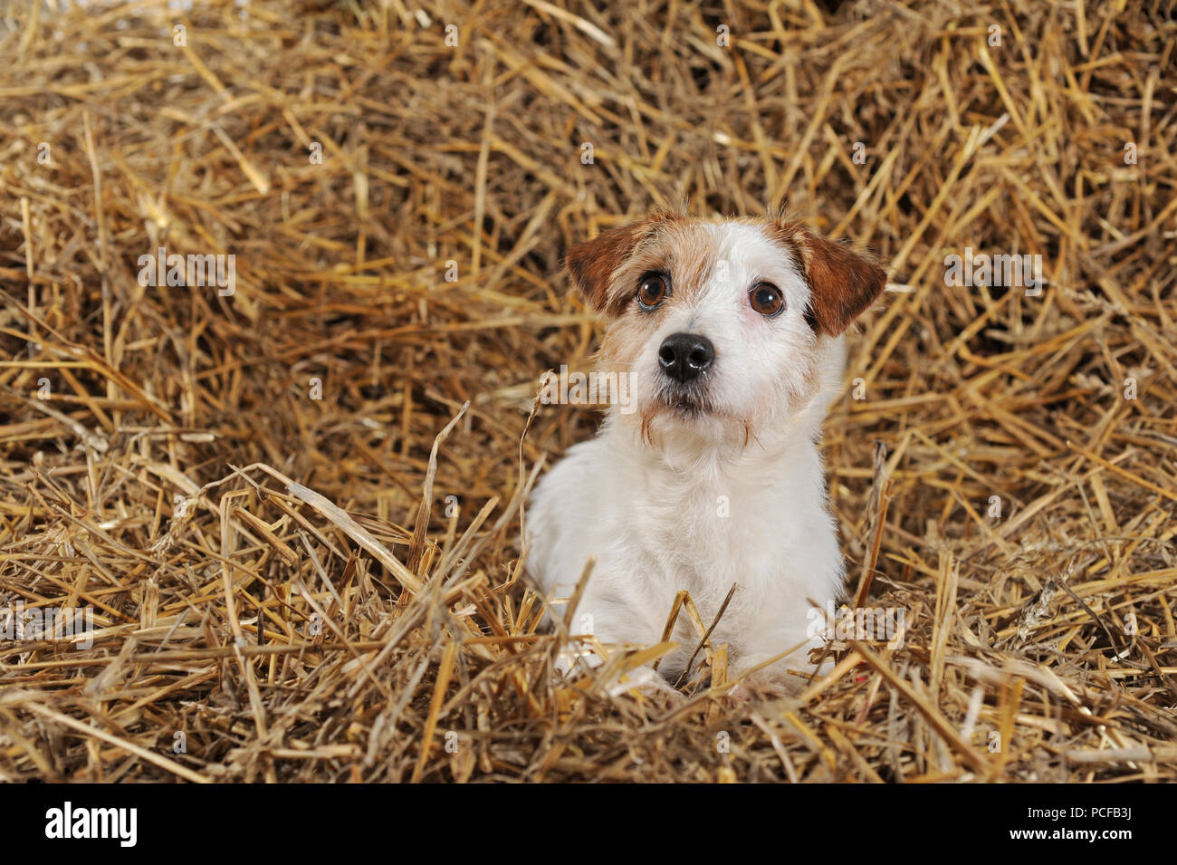 Jack Russell Terrier, marrone e bianco cagna giacente in paglia, studio shot, Germania Foto Stock