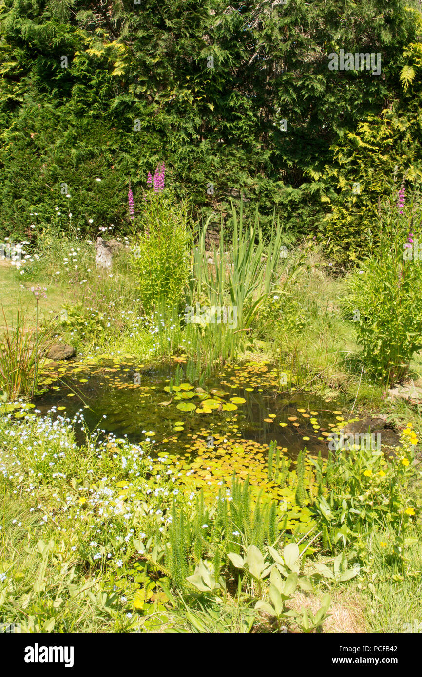 La fauna selvatica laghetto in giardino per natura, Sussex, Regno Unito, Giugno. Foto Stock