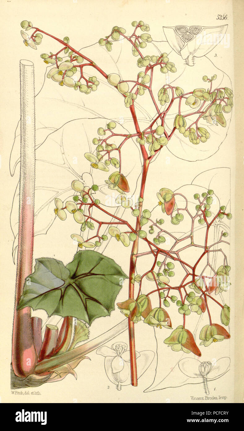 78 Begonia glandulosa Foto Stock