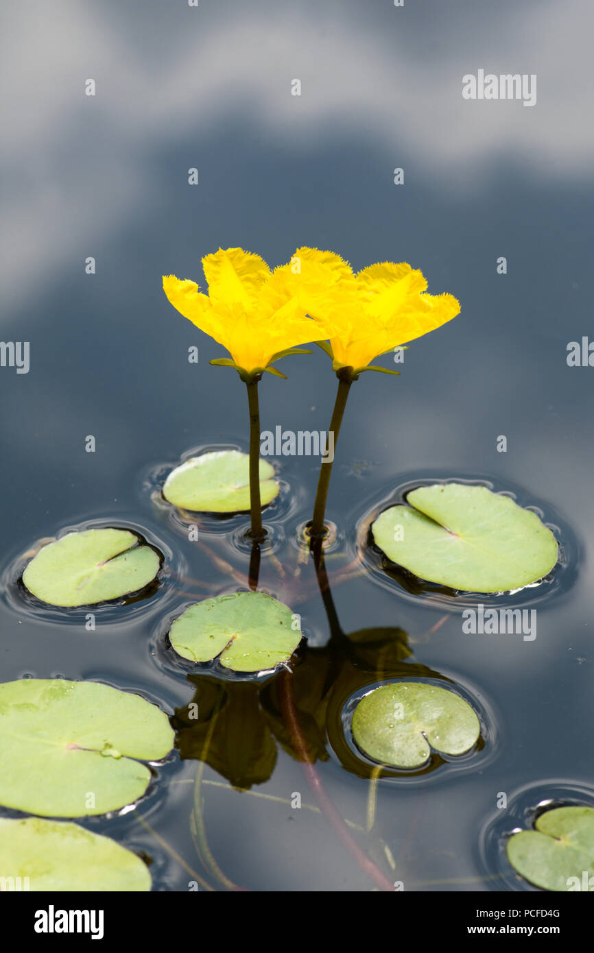 Orlata di acqua-lily, Nymphoides peltata, due fiori nel laghetto in giardino, giallo, Sussex, Regno Unito, Luglio Foto Stock