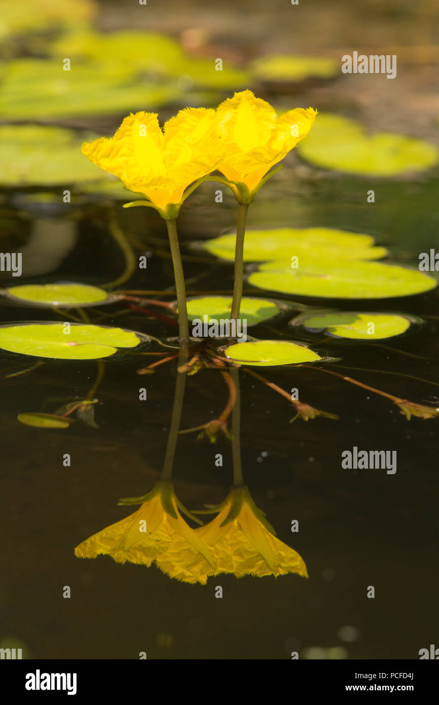 Orlata di acqua-lily, Nymphoides peltata, due fiori nel laghetto in giardino, giallo, Sussex, Regno Unito, Luglio Foto Stock