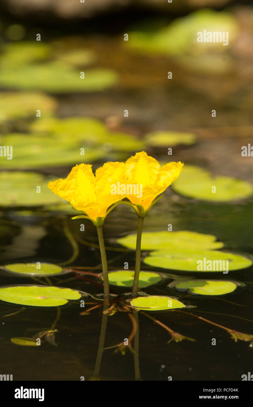 Orlata di acqua-lily, Nymphoides peltata, due fiori nel laghetto in giardino, giallo, Sussex, Regno Unito, Luglio Foto Stock