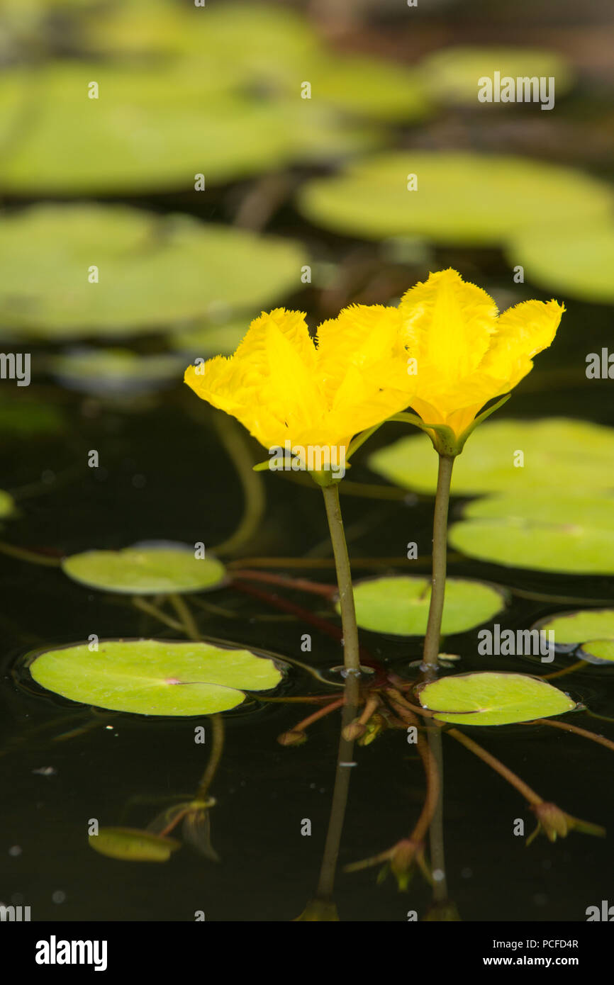 Orlata di acqua-lily, Nymphoides peltata, due fiori nel laghetto in giardino, giallo, Sussex, Regno Unito, Luglio Foto Stock