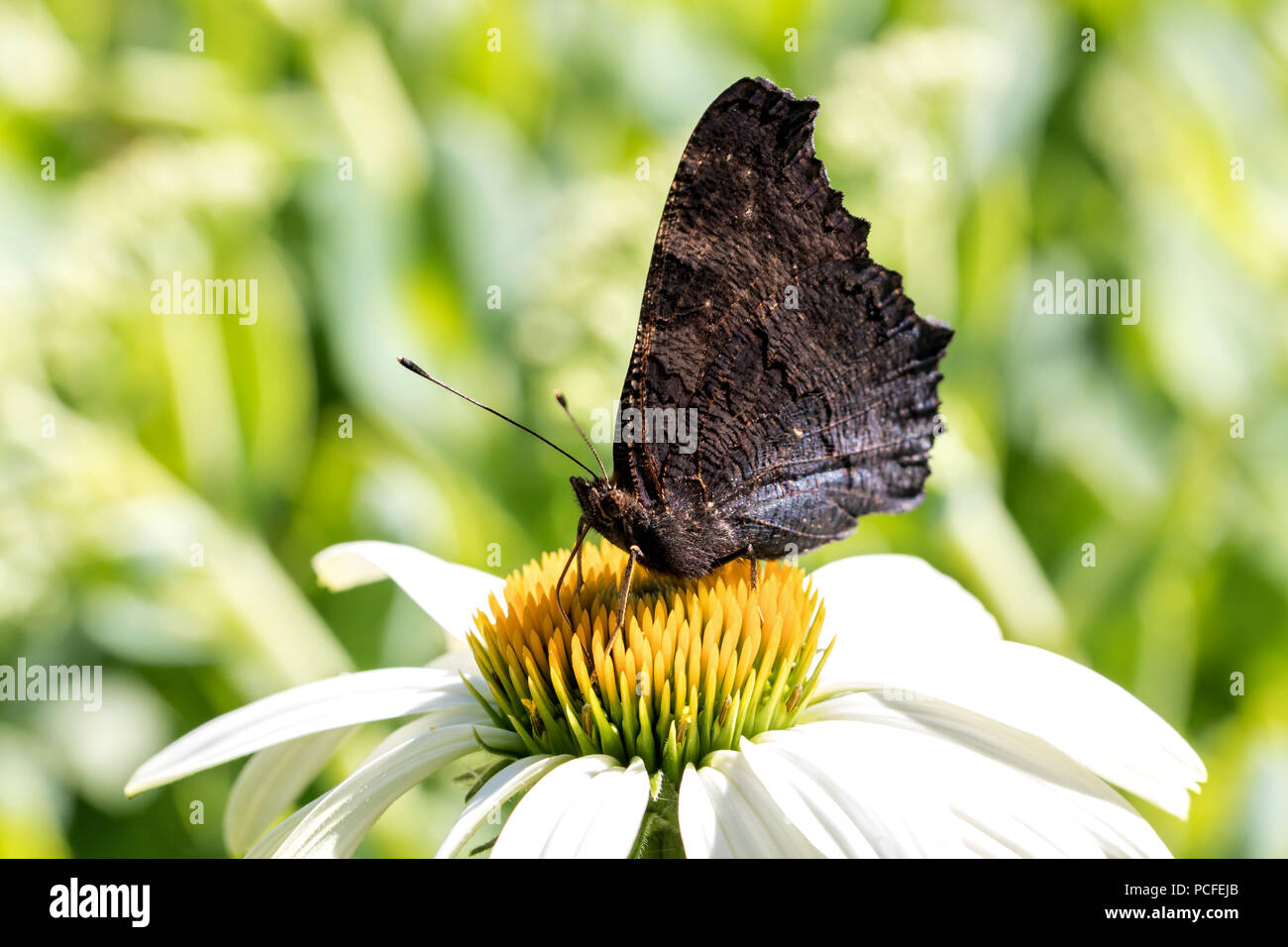 Unione peacock (Aglais io) su echinacea Foto Stock