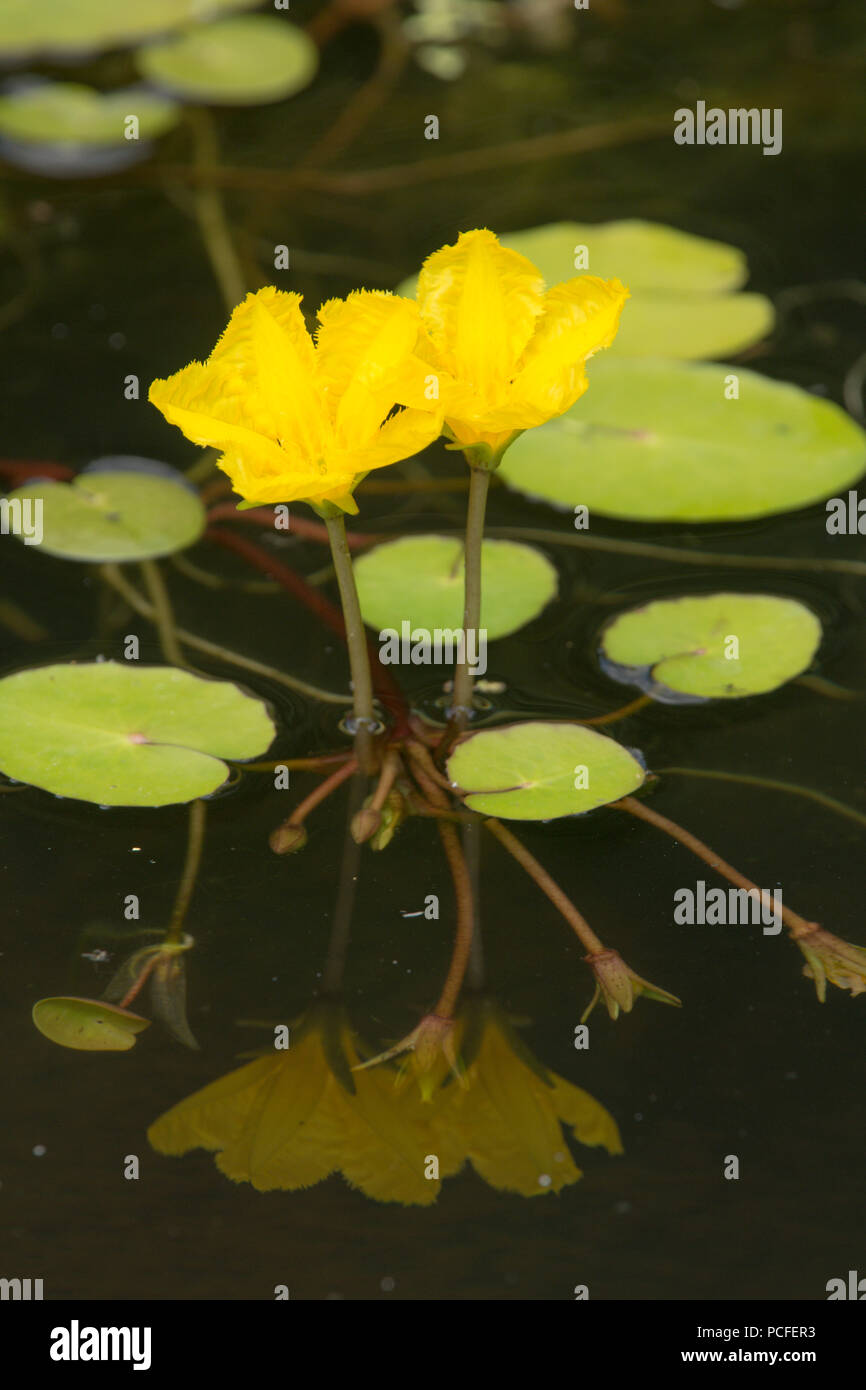 Orlata di acqua-lily, Nymphoides peltata, due fiori nel laghetto in giardino, giallo, Sussex, Regno Unito, Luglio Foto Stock